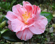vignette Camlia ' Perle De L'Odet ' = ' FLAMINGO ( Brhouc )'  camellia japonica