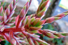 vignette Bromeliaceae - Aechmea chantinii