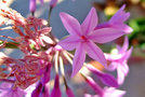 vignette Alliaceae - Tulbaghia violacea