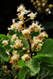 vignette Sapindaceae - Marronnier - Aesculus hippocastanum