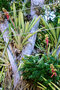 vignette Bromeliaceae - Tillandsia sp
