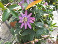 vignette Passiflora violacea