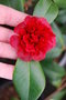 vignette Camellia japonica 'Takanini'   (NZ 1984)