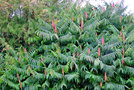 vignette Anacardiaceae - Sumac de Virginie - Rhus typhina