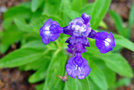 vignette Labiaceae - Sauge farineuse - Salvia farinacea