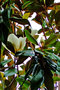 vignette Magnoliaceae - Magnolia grandiflora
