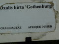 vignette Oxalis hirta 'Gothenburgh'