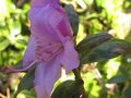 vignette Rhododendron praecox autre vue au 16 03 10