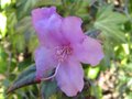 vignette Rhododendron praecox au 16 03 10