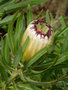 vignette Protea lepidocarpodendron