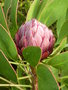 vignette Protea cynaroides - Prote