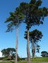 vignette Pinus sylvestris et Pinus insignis