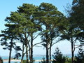 vignette Pinus radiata = Pinus insignis - Pin de Monterey