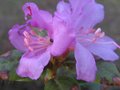 vignette Rhododendron praecox qui demarre au 16 03 10