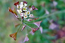 vignette Brassicaceae - Bourse  pasteur - Capsella bursa pastoris