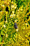vignette Cupressaceae - Cupressus macrocarpa - Cypres