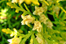 vignette Cupressaceae - Cupressus macrocarpa - Cypres