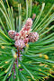 vignette Pinaceae - Pinus sylvestris