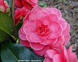 vignette Camlia ' SPRING FORMAL ' camellia japonica
