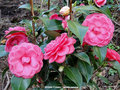 vignette Camlia ' SPRING FORMAL ' camellia japonica