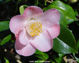 vignette Camlia ' SUNNY SIDE ' camellia japonica