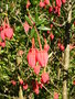 vignette Crinodendron hookerianum - Arbre  lanternes du Chili