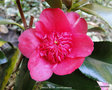 vignette Camlia ' ANEMONIFLORA ( WARATAH) ' camellia japonica