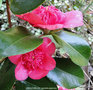 vignette Camlia ' ANEMONIFLORA ( WARATAH) ' camellia japonica