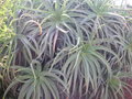 vignette Aloe arborescens