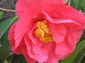 vignette Camellia reticulata Francie L au 17 03 10