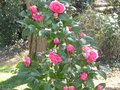 vignette Camellia williamsii Debbie au 17 03 10