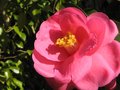 vignette Camellia Inspiration au 17 03 10