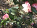 vignette Camellia japonica Desire au 17 03 10