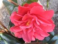 vignette Camellia japonica Mark Alan au 17 03 10