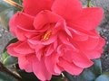 vignette Camellia japonica Mark Alan gros plan au 17 03 10