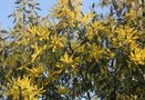 vignette mimosa en fleurs 17.03.10