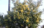 vignette mimosa en fleurs 17.03.10 vue d'ensemble