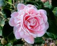vignette Camlia ' MADAME CORMERAIS BAHUAUD ' camellia japonica