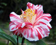 vignette Camélia ' SMELLIE NELLIE ' camellia japonica