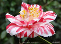 vignette Camlia ' SMELLIE NELLIE ' camellia japonica,  parfum
