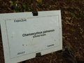 vignette Chamaecytisus palmensis