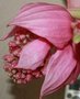 vignette fleur de medinilla magnifica