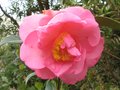 vignette Camellia japonica Lady Clare au 18 03 10
