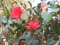 vignette Camellia Freedom bell toujours en superforme au 18 03 10