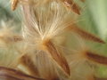 vignette Nerium oleander, graines