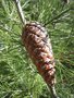 vignette Pinus alepensis