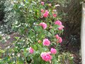 vignette Camellia williamsii debbie au 19 03 10
