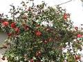 vignette Camellia japonica Grand Prix et ses normes fleurs au 19 03 10