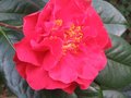 vignette Camellia reticulata Dr Cliffirds park au 19 03 10
