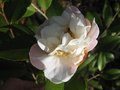 vignette Camellia scentuous qui redemarre au 19 03 10